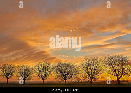 Sonnenaufgang und Silhouetten der Rosskastanie Bäume im winter Stockfoto