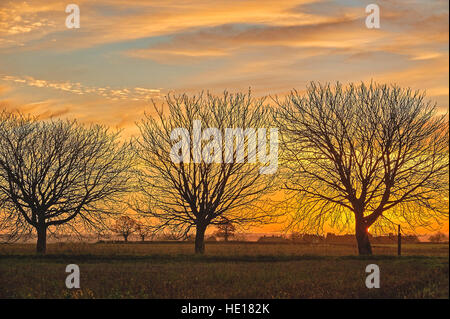 Sonnenaufgang und Silhouetten der Rosskastanie Bäume in einer Winterlandschaft Stockfoto