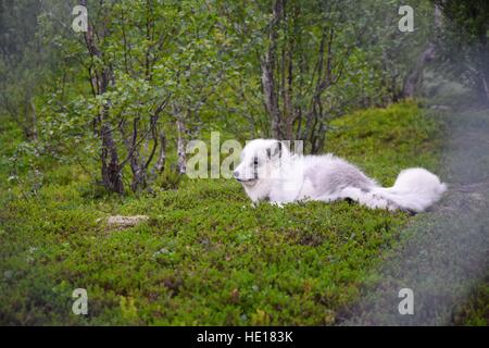 Ein Käfig Schnee-Fuchs in Norwegen Stockfoto