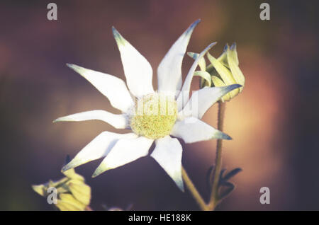 Australische Flanell Blumen (Actinotus Helianthi) in sanftem Licht, Sydney, Australien Stockfoto