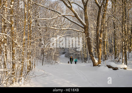 Zwei Frauen gehen einen Hund auf einem Weg durch verschneite Wälder. Stockfoto