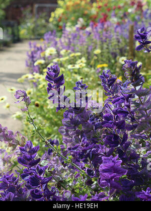 Eine schöne Blume Grenze voller Sommer blühende Pflanzen einschließlich Salvia Hormonium blau im Vordergrund. Stockfoto