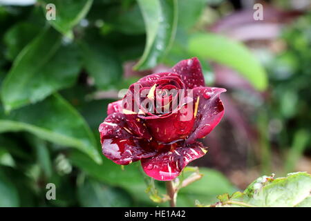 Abrakadabra Hybrid Tea Rose in voller Blüte Stockfoto