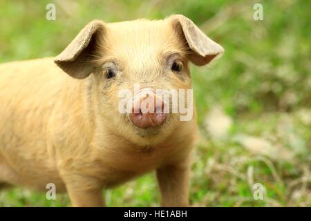 Niedliche Schweinchen Gesicht Stockfoto