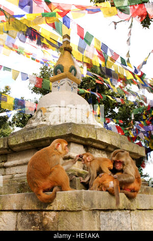 Affen sitzen auf einer buddhistischen Stupa in Swayambhu Nath Affentempel, Kathmandu, Nepal. Stockfoto