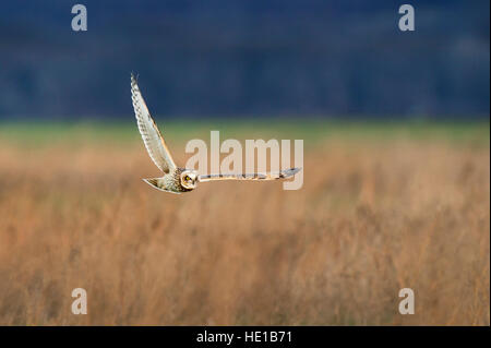 Eine Sumpfohreule fliegt niedrig über ein offenes Feld der Suche nach Nahrung im weichen Abendlicht. Stockfoto