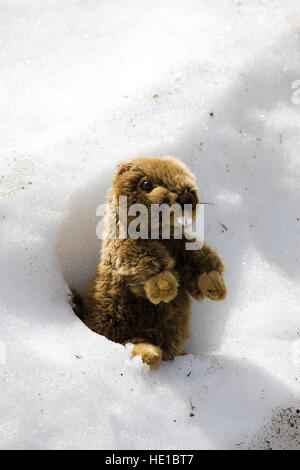 Spielzeug-Murmeltier im Schnee, Kaunertales, Tirol, Österreich, Europa Stockfoto