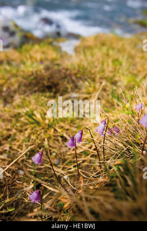 Zwerg-Schneeglöckchen (Soldanella Pusilla), Kaunertales, Tirol, Austria, Europe Stockfoto