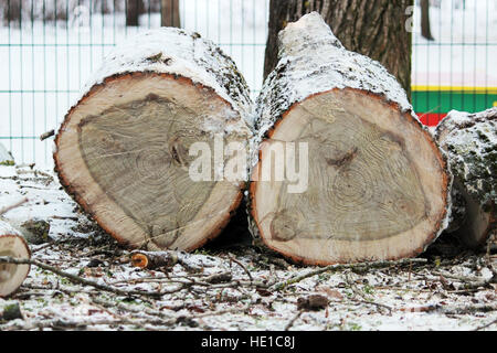 zwei stumpf des alten Pappeln abgesägt auf Schnee liegen. Stockfoto