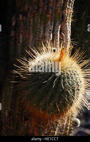Kaktus, Tilcara, Jujuy Provinz, Nord-Argentinien, Südamerika Stockfoto