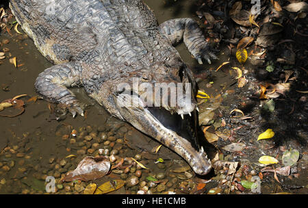 Falsche oder malaiische Gharial (Tomistoma Schlegelii) Sonnenbaden mit offenen backen, Zoo Singapur, Singapur, Asien Stockfoto