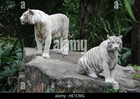 Weißen Bengal Tiger (Panthera Tigris Tigris), Zoo Singapur, Singapur, Asien Stockfoto