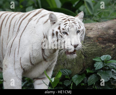 Weiß, Bengal-Tiger (Panthera Tigris Tigris), Zoo Singapur, Singapur, Asien Stockfoto