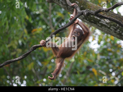 Bornean Orang-Utans (Pongo Pygmaeus), baby-spielen in einem Baum, der Zoo von Singapur, Singapur, Asien Stockfoto