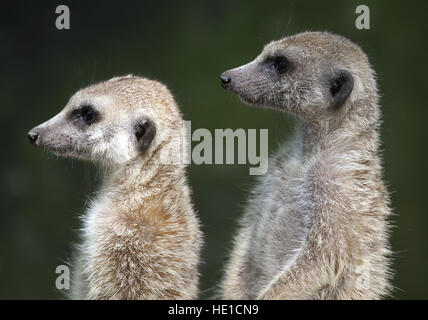 Zwei Erdmännchen (Suricata Suricatta) halten Uhr, Zoo Singapur, Singapur, Asien Stockfoto