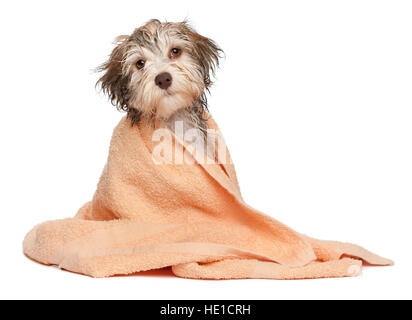 Nassen chocolate Havaneser Welpe Hund nach dem Bad in einen Pfirsich Handtuch gekleidet ist Stockfoto