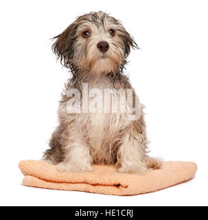 Nassen chocolate Havaneser Welpe Hund nach Bad auf einem Pfirsich Handtuch sitzt Stockfoto