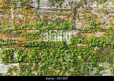 Textur Kalksteinblöcken Wand antiken Palastes mit grünen und roten Moos bedeckt. Alter der ist aus dem 17 Jahrhundert. Stockfoto