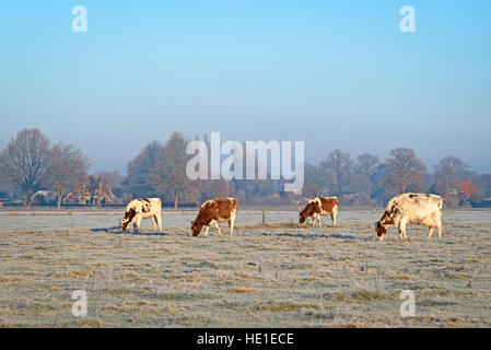 4 Kühe auf einem Feld mit Rasen bedeckt während einem eiskalten, sonnigen Morgen im Winter mit Raureif. Stockfoto