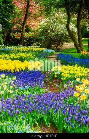 blaue Blumen in Holland Garten Stockfoto