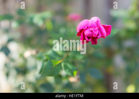 Makro Nahaufnahme eines rosa verwelkt stieg im grünen Garten Stockfoto