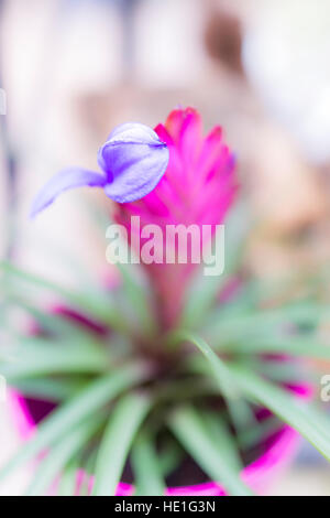 Nahaufnahme von lila blaue Blume rosa Feder-Werks in der Bromelliad-Familie namens auch Tillandsia cyanea Stockfoto