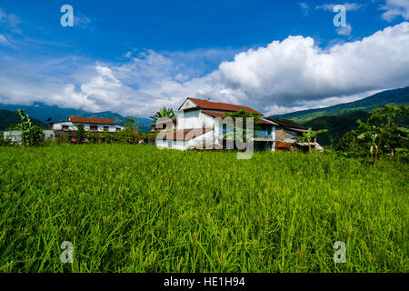 Landwirtschaftliche Landschaft mit grünen Hirse Felder und Bauernhöfe in oberen harpan Khola Tal Stockfoto