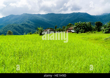 Landwirtschaftliche Landschaft mit grünen Hirse Felder und Bauernhöfe in oberen Harpan Khola Tal Stockfoto