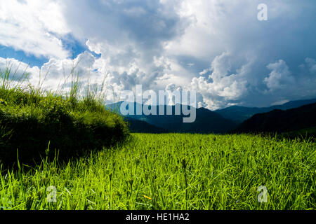 Agrarlandschaft mit grüne Hirse Terrasse Felder und dunkle Gewitterwolken im oberen Harpan Khola Tal Stockfoto