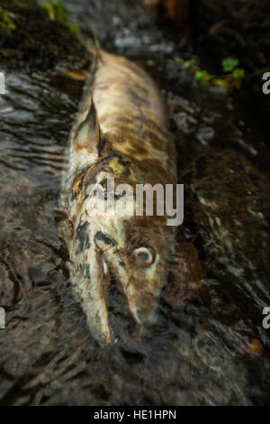 Tote Lachse am Ende von der erstaunlichen Lachs laufen 2016. Stockfoto