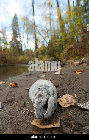 Zerlegen Lachs Schlachtkörper in Stoney Creek, Burnaby. Stockfoto