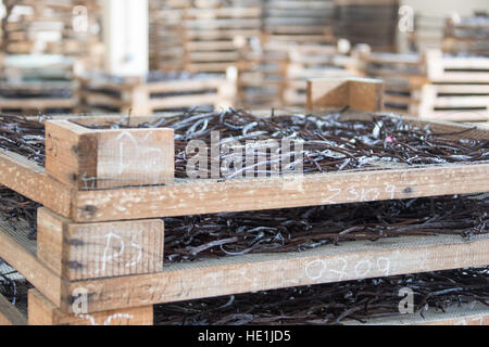 Vanille Anbau und Verarbeitung Tour Pro Vanille, Bras-Panon, Reunion Island Stockfoto