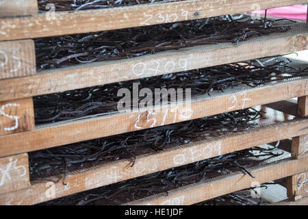 Vanille Anbau und Verarbeitung Tour Pro Vanille, Bras-Panon, Reunion Island Stockfoto