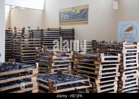 Vanille Anbau und Verarbeitung Tour Pro Vanille, Bras-Panon, Reunion Island Stockfoto