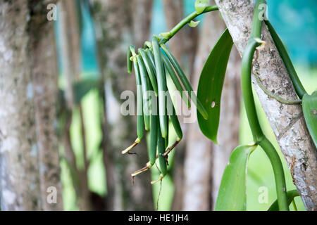 Vanille Anbau und Verarbeitung Tour Pro Vanille, Bras-Panon, Reunion Island Stockfoto