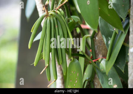 Vanille Anbau und Verarbeitung Tour Pro Vanille, Bras-Panon, Reunion Island Stockfoto