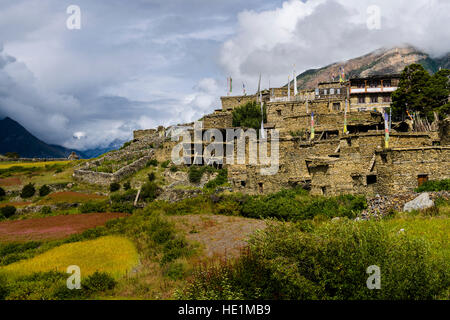 Agrarlandschaft mit rosa Buchweizen Felder in voller Blüte im oberen Marsyangdi-Tal vor dem Dorf Stockfoto