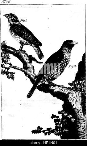 Ein historisches und wissenschaftliches Werk zur Naturgeschichte der Vögel, übersetzt aus dem Französischen von Graf de Buffon. Das 1793 veröffentlichte Buch bietet eine detaillierte Studie über Vogelarten und ihr Verhalten. Stockfoto