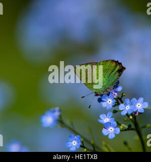 Die kleine, aber schöne grüne Zipfelfalter zusammen mit den blauen Blüten der sibirischen Bugloss Telekie mit einer schönen blauen und grünen bokeh Stockfoto