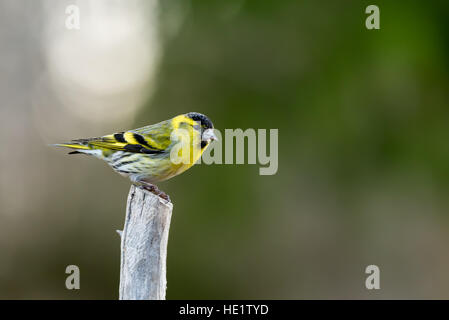 Ein siskin (Carduelis spinus) männlichen auf einem roundpole mit einem schönen Hintergrund Stockfoto