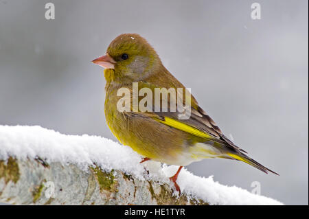 Die männlichen Grünfink (Zuchtjahr Chloris) in einem verschneiten Zweig mit einem schönen Bokeh. Stockfoto