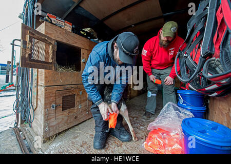 Iditarod Musher Rick Casillo, links, und Matt Berth put Beute auf einem Hundeschlitten vor der feierlichen Beginn des Iditarod in Anchorage, Alaska, 5. März 2016. Casillo und seine Frau, Oberstleutnant Jen Casillo, sind die Gründer der Schlacht Dawgs, eine Organisation, die Verwundeten Krieger Veteranen mit therapeutischen und spannende Erlebnisse in Alaska durch die majestätische Heilkraft der Schlittenhunde befähigt. /Master Sgt. Brian Ferguson Stockfoto