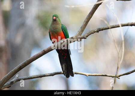 22. August 2015: eine weibliche Australian King Parrot (Alisterus Skapuliere) in Pebbly beach im Murramarang National Park. Stockfoto