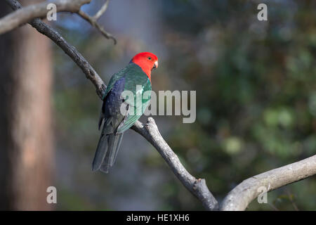 22. August 2015: ein Australian King Parrot (Alisterus Skapuliere) in Pebbly beach im Murramarang National Park. Stockfoto