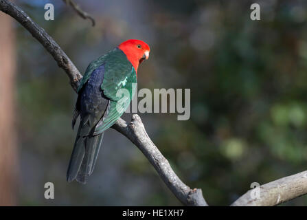 22. August 2015: ein Australian King Parrot (Alisterus Skapuliere) in Pebbly beach im Murramarang National Park. Stockfoto