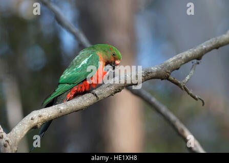 22. August 2015: eine juvenile männliche Australian King Parrot (Alisterus Skapuliere) in Pebbly beach im Murramarang National Park. Stockfoto