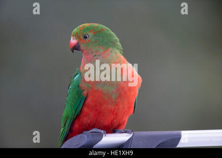 22. August 2015: Porträt von einem männlichen Jugendlichen Australian King Papagei (Alisterus Skapuliere) am Pebbly beach im Murramarang National Park. Stockfoto