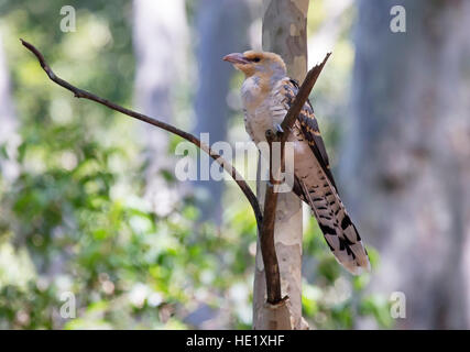 10. Januar 2016: ein juveniler Kanal-billed Kuckuck (Scythrops Novaeholandiae) in einem Baum in Pebbly Beach im Murramarang National Park, NSW, Australien. . Stockfoto