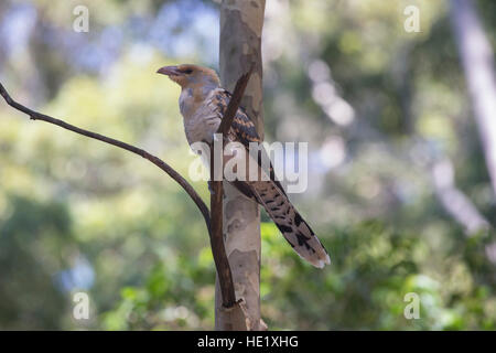 10. Januar 2016: ein juveniler Kanal-billed Kuckuck (Scythrops Novaeholandiae) in einem Baum in Pebbly Beach im Murramarang National Park, NSW, Australien. . Stockfoto