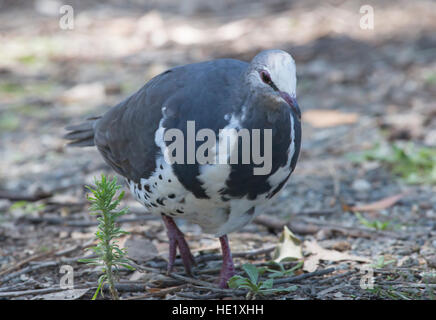 10. Januar 2016: Wonga Taube (Leucosarcia Melanoleuca) in Pebbly Beach im Murramarang National Park, NSW, Australien. . Stockfoto